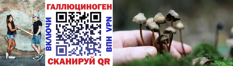 Купить  Реж  Псилоцибиновые грибы Psilocybine cubensis 